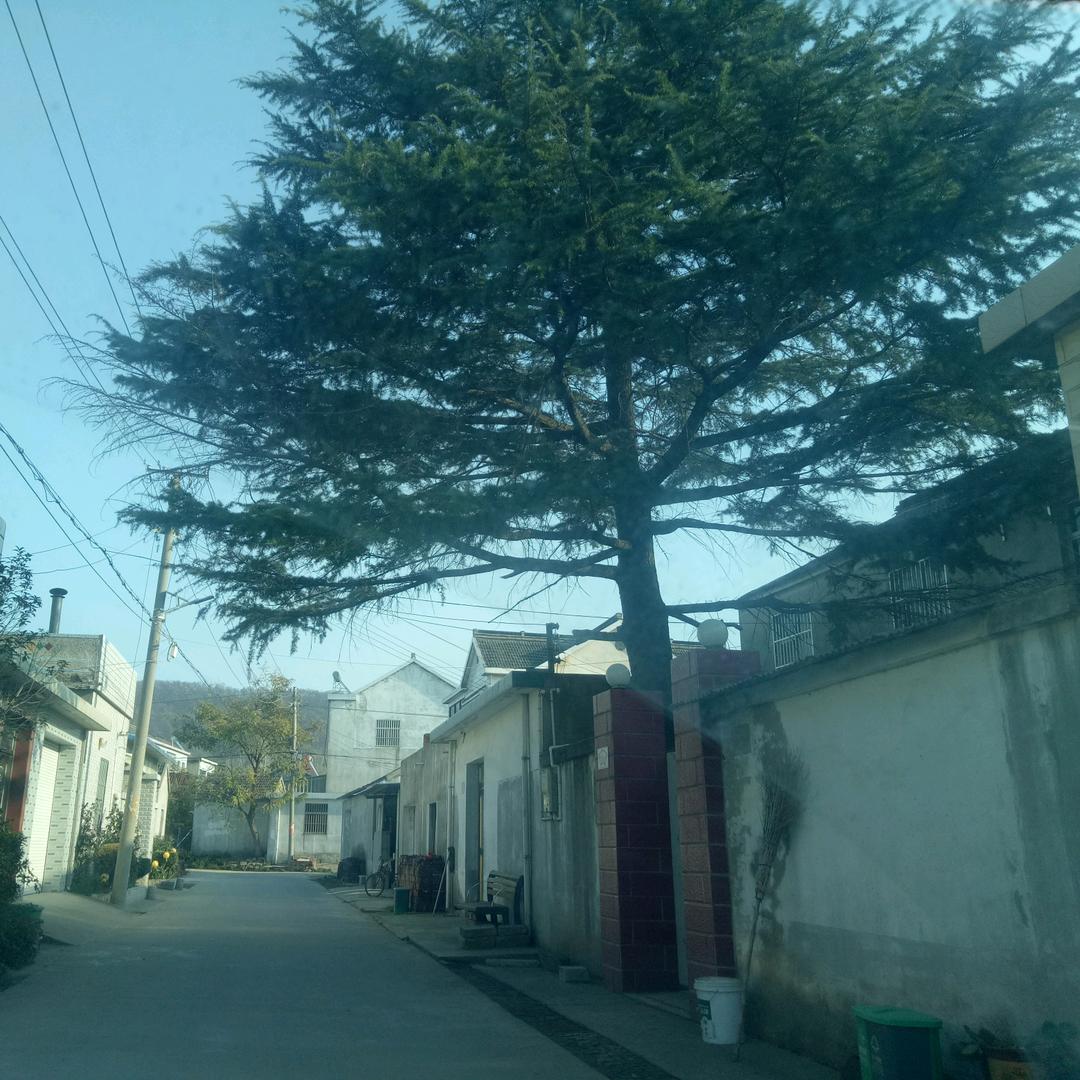 真诚