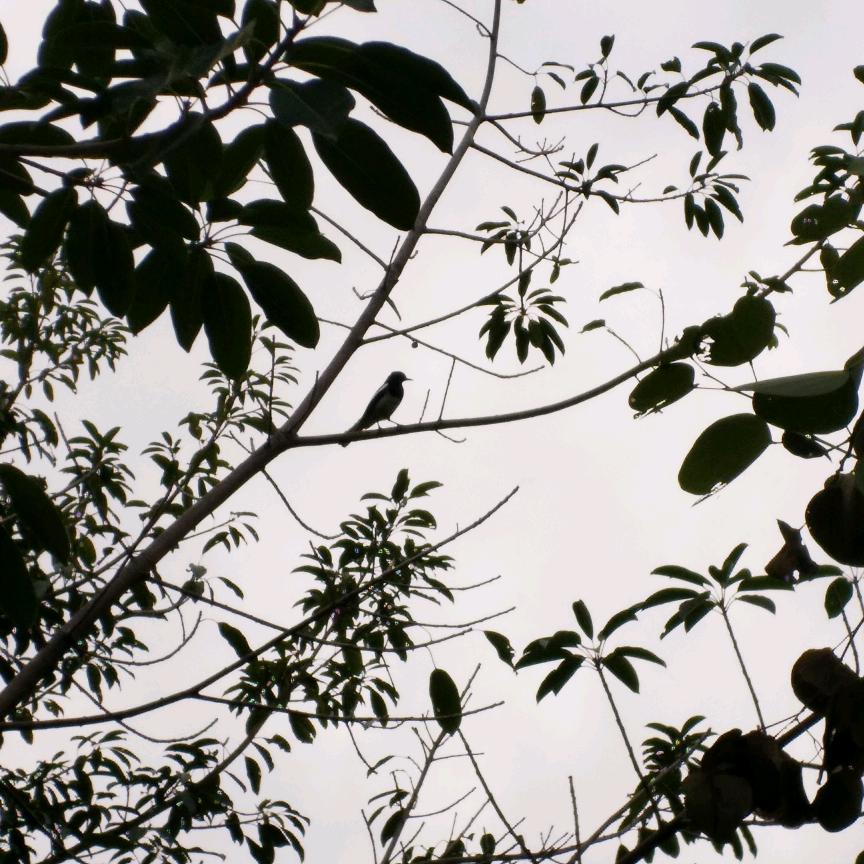 沙粒