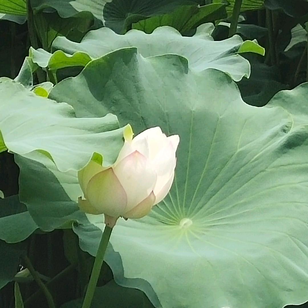 红红