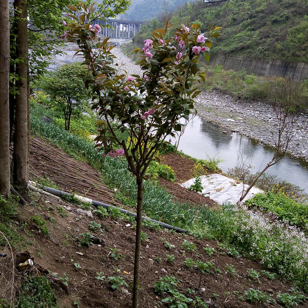 刘永彩