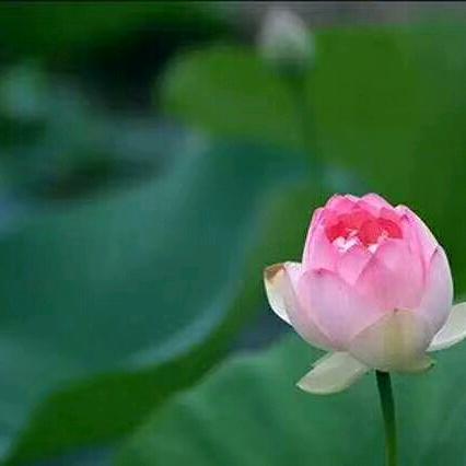 莲儿
