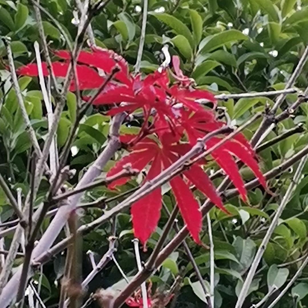 随梦而飞