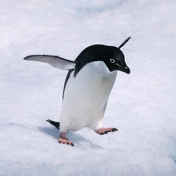 用户2919436668382雪