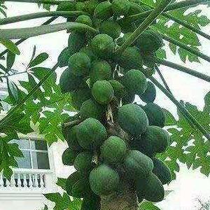 人生如茶王建厂