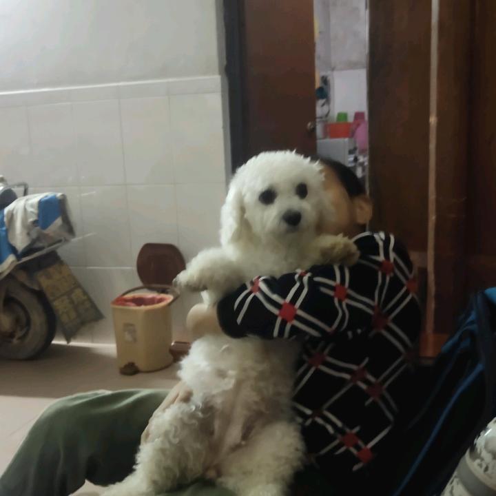 蓝彩燕