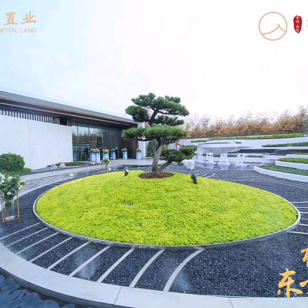 佛甲草/玉龙草/锦竹草-福建