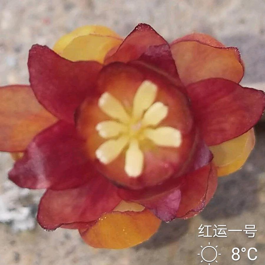 鸿运一号蜡梅