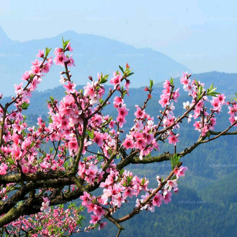 骑着小猪看夕阳