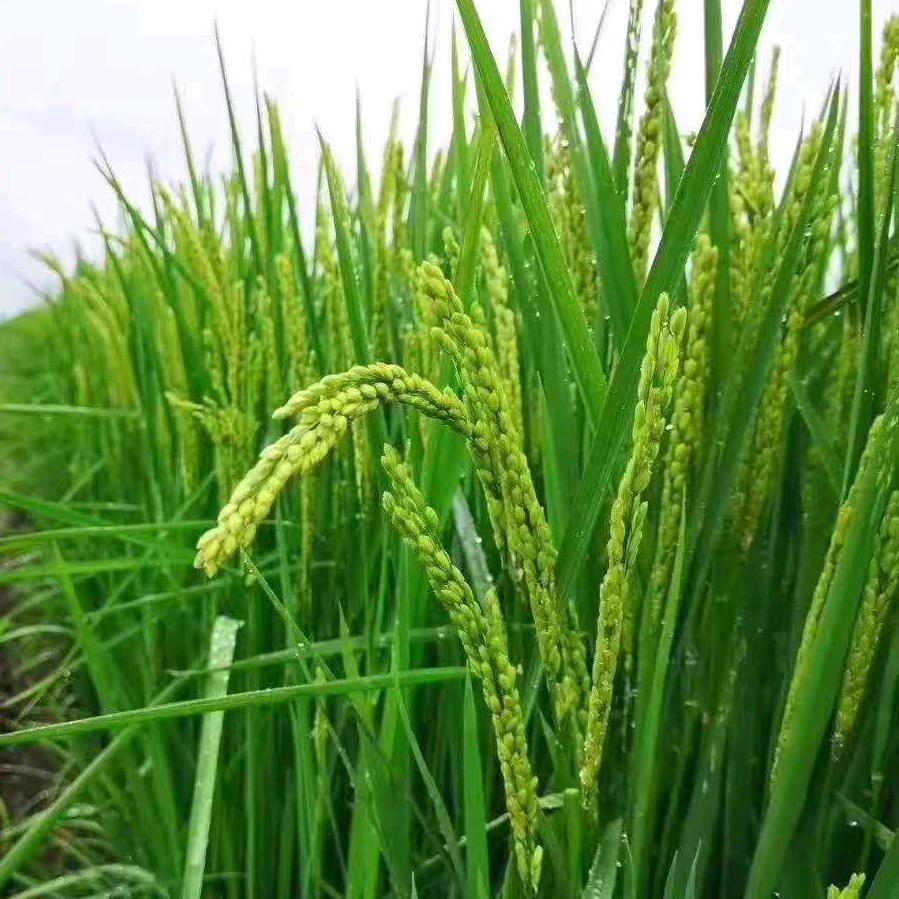 种水稻的
