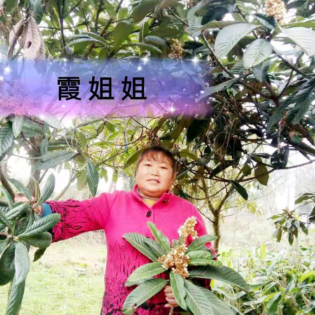 霞姐姐♬