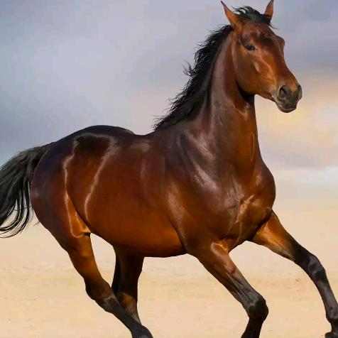 甜甜圈⭕橱窗有好物