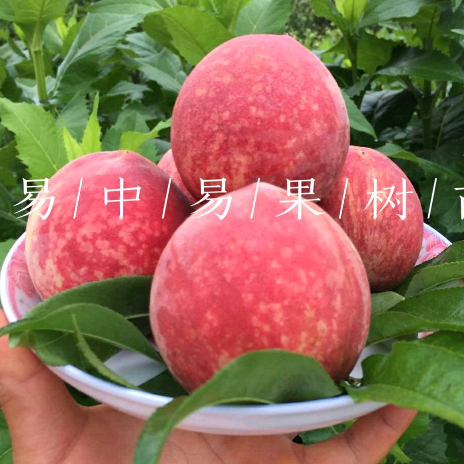 大冶市易中易果树苗种植合作社