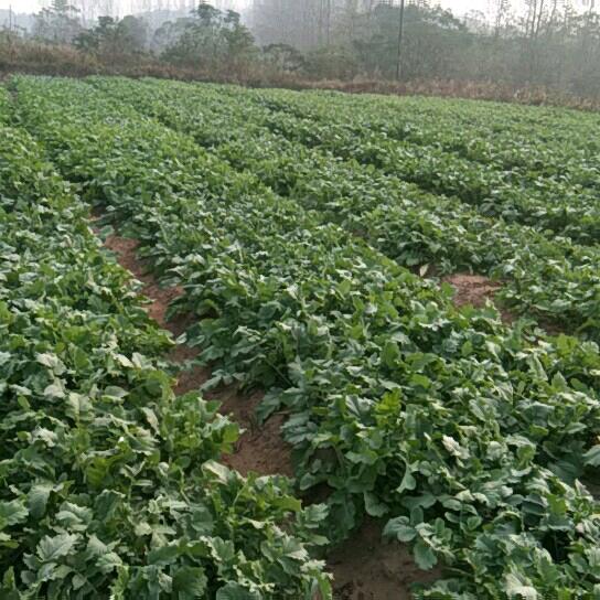 清风，生态养殖，土黑猪，土鸡，土豚，土鸭