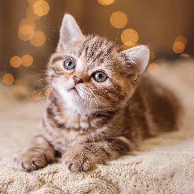 我就是个钓鱼的