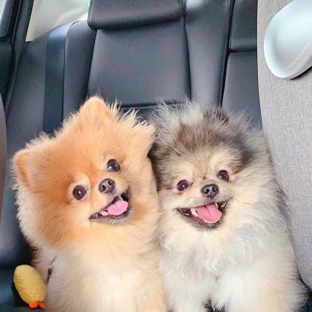 泡泡&噗卡（不要连赞）