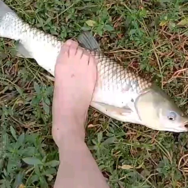 抖王