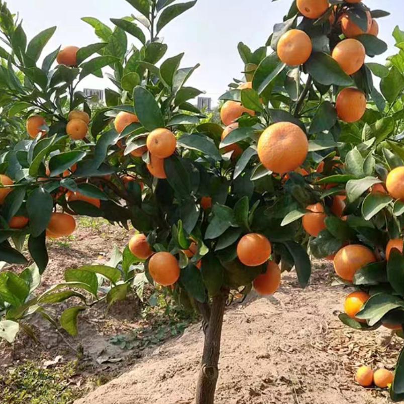 衢州“红美人”