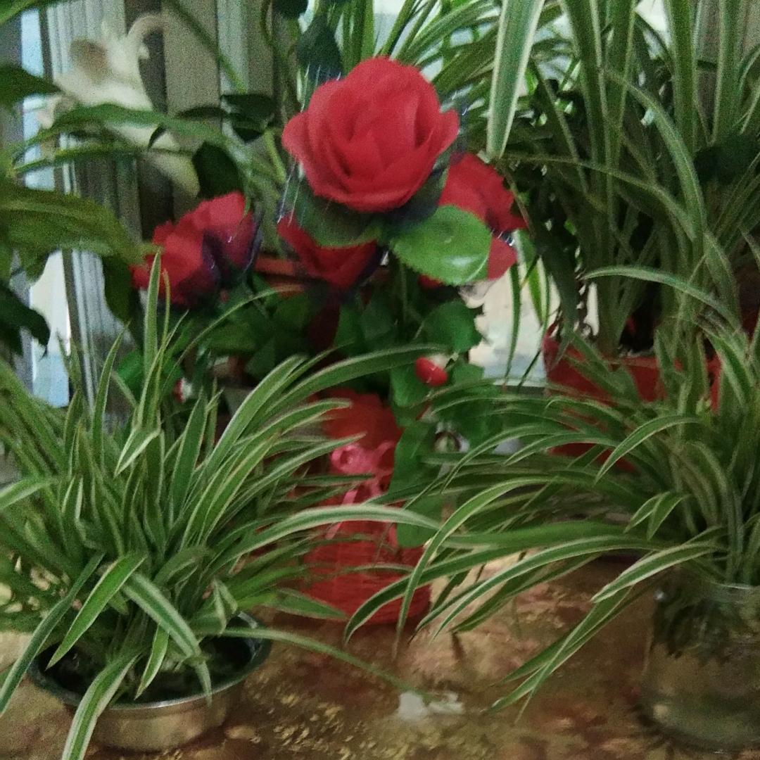 风姐