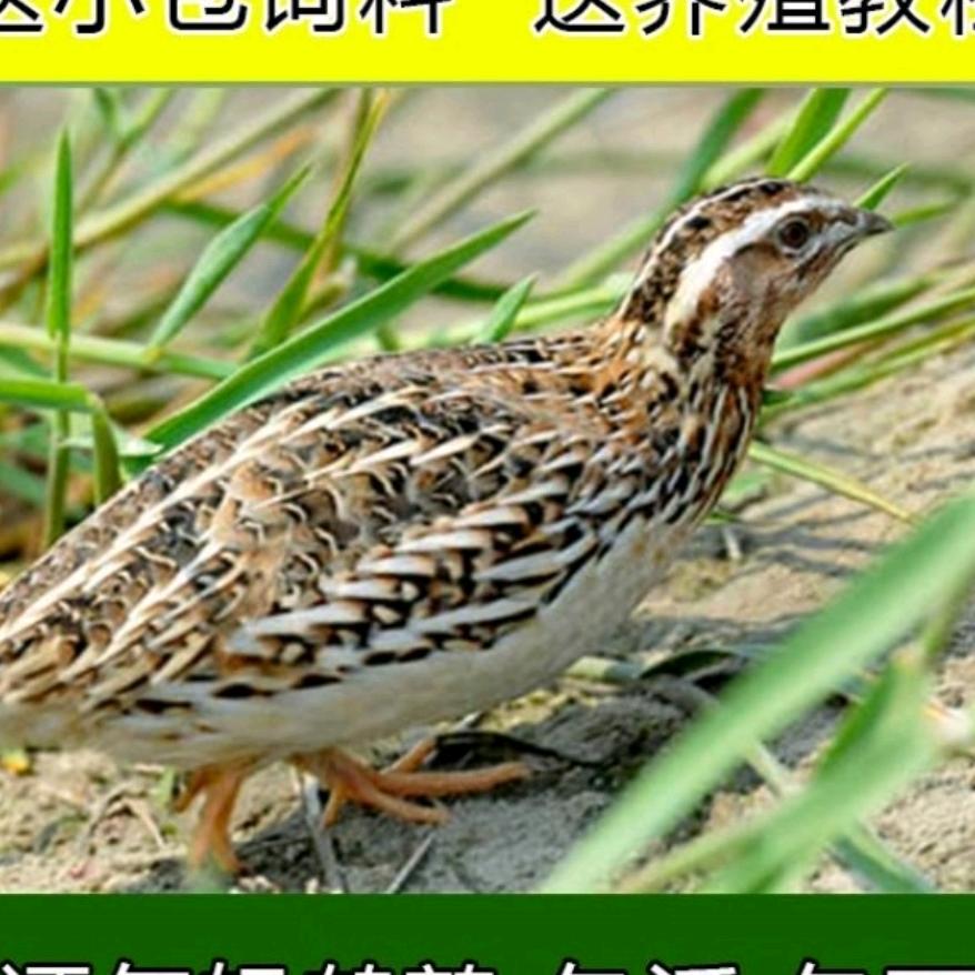 专业鹌鹑培育