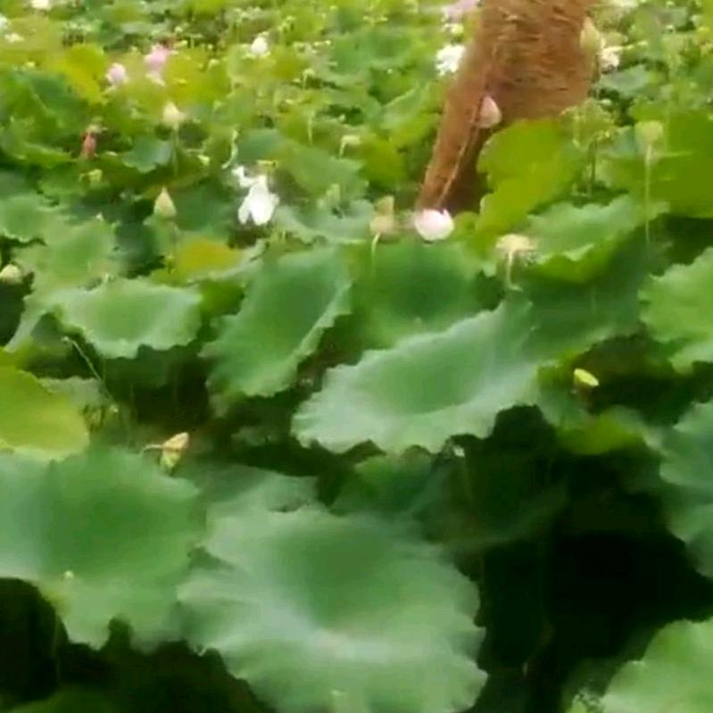 传承