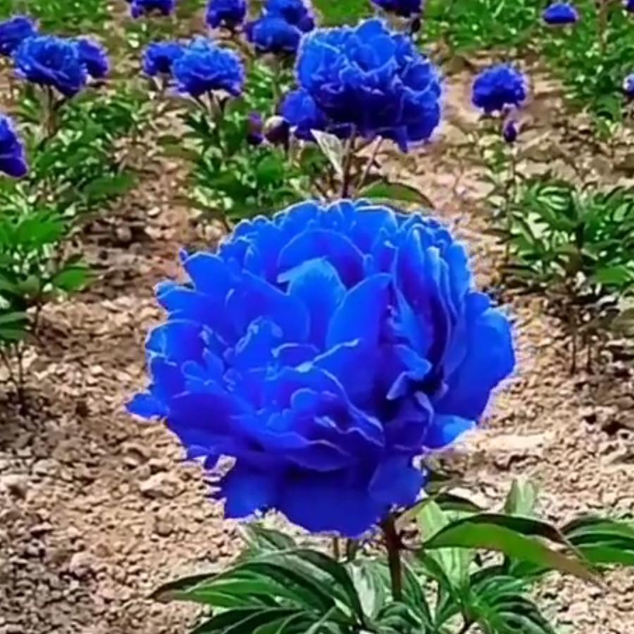 苹果树上长了梨