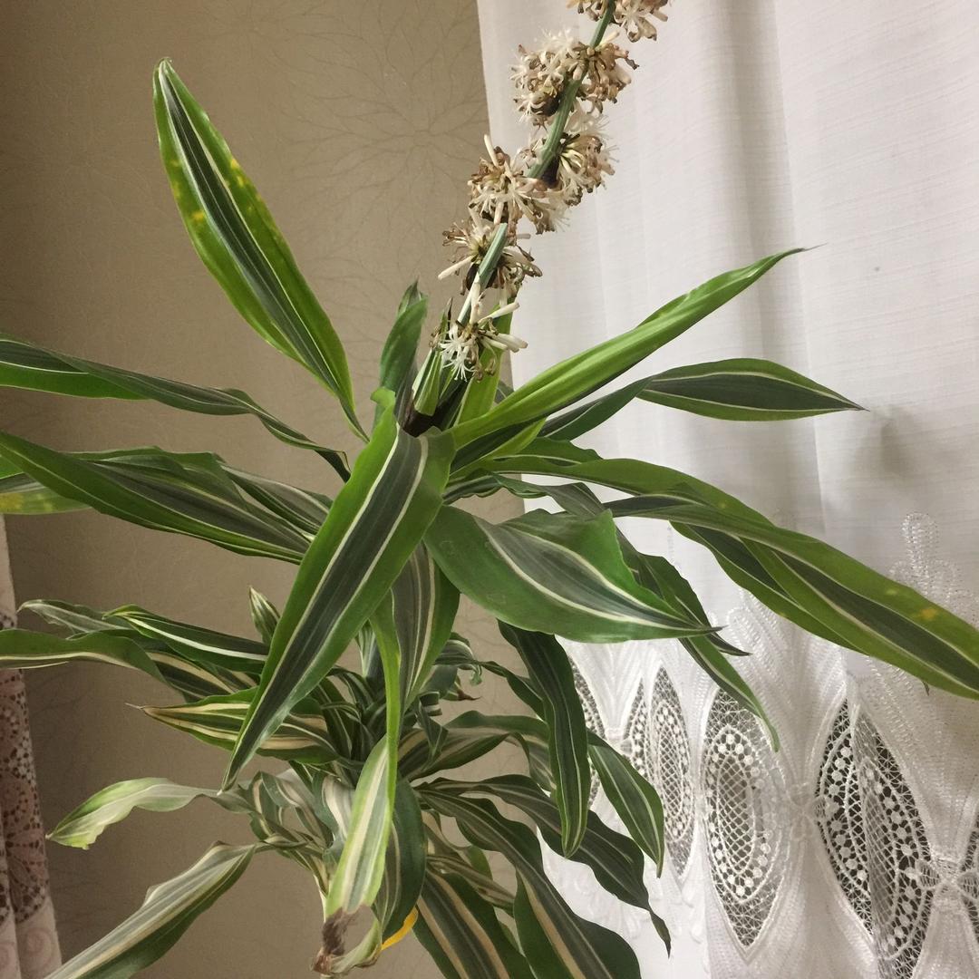 风中的云（hua）