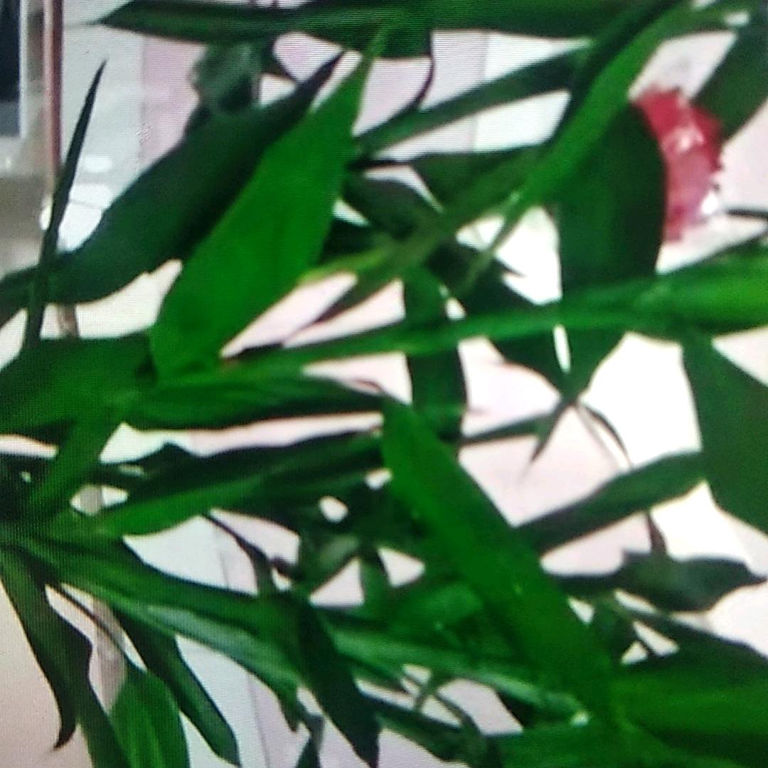 心如止水一直坚持