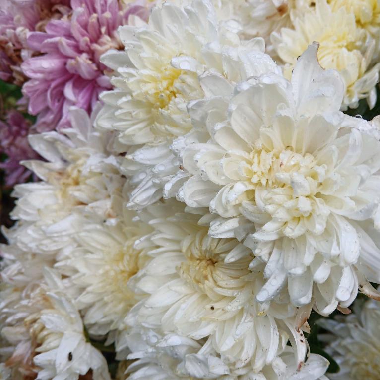 开开心心过一生