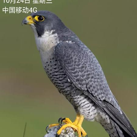 游隼