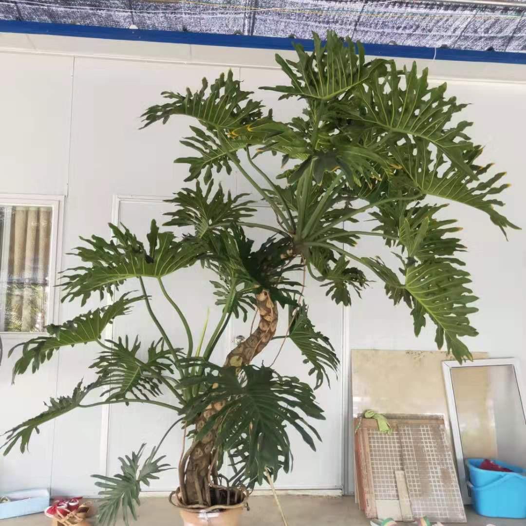 北京大兴人地科技网红绿植托管批发