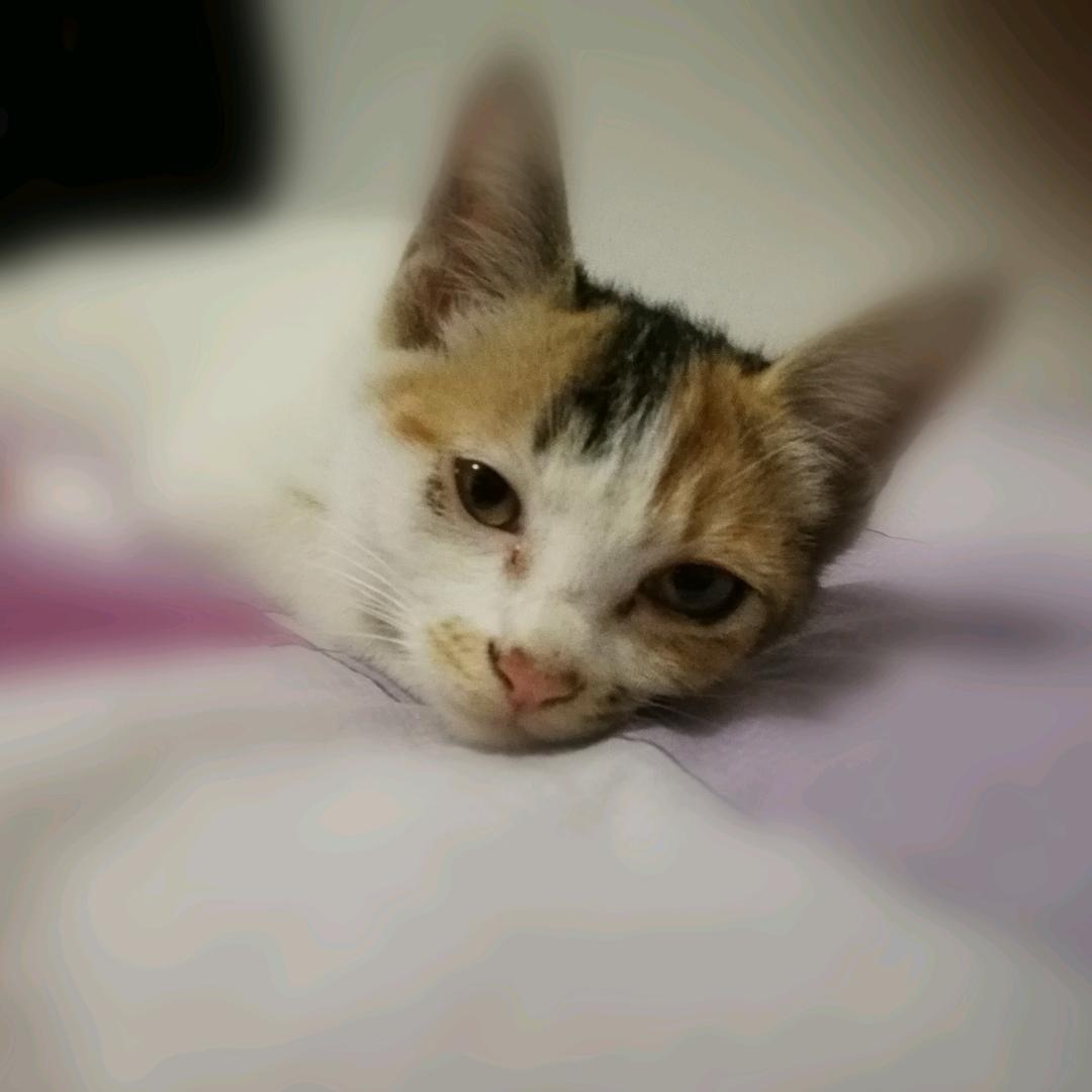 江湖夜雨十年灯·意人