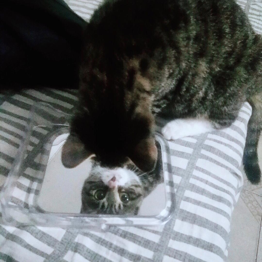 花猪猫猫