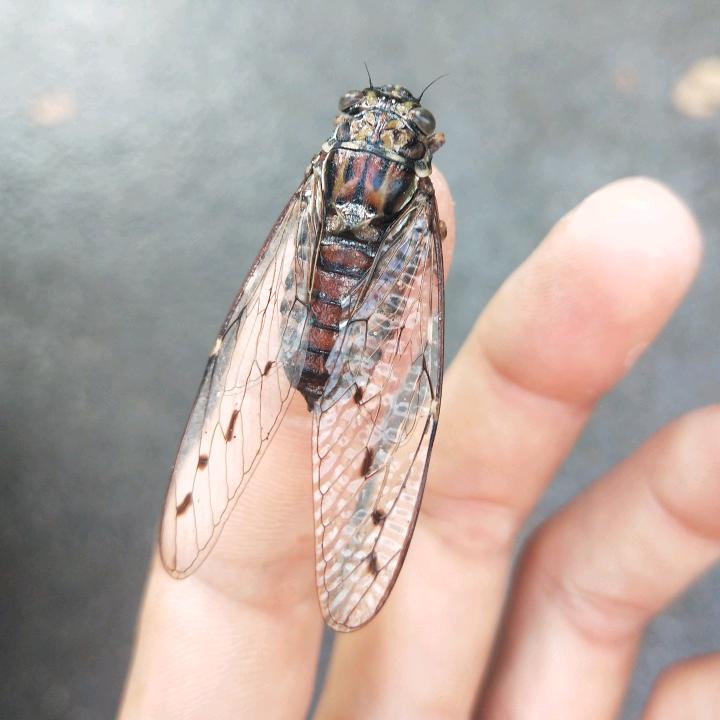 包面✪青