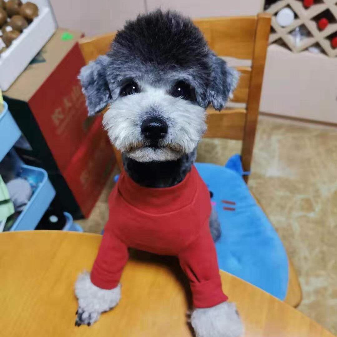家里有只小乖乖