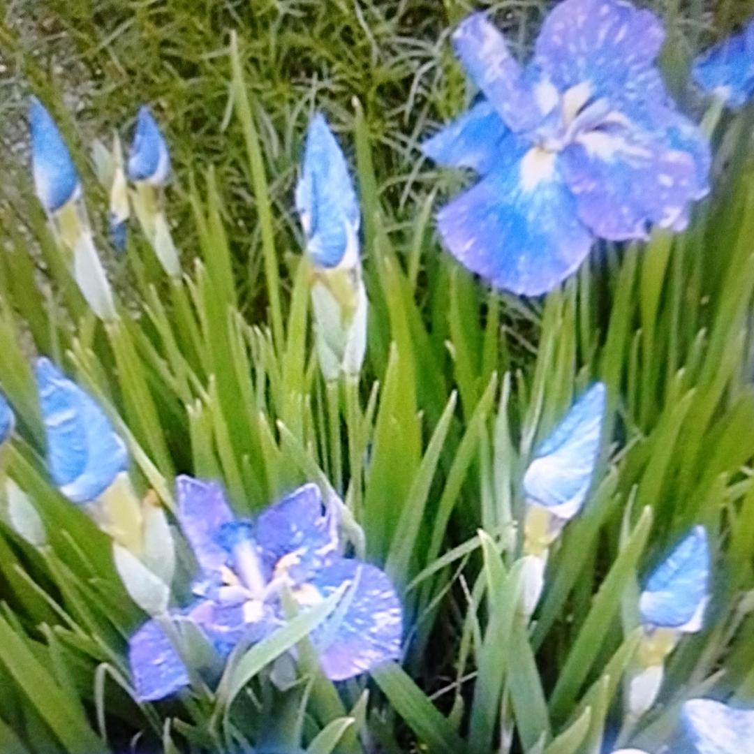 幸福人生✨🌸✨