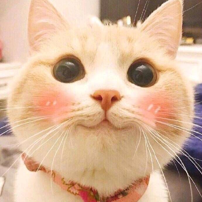 薄荷大懒猫