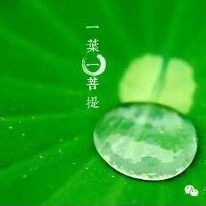 一叶一菩提🍃