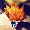 一叶知秋丶