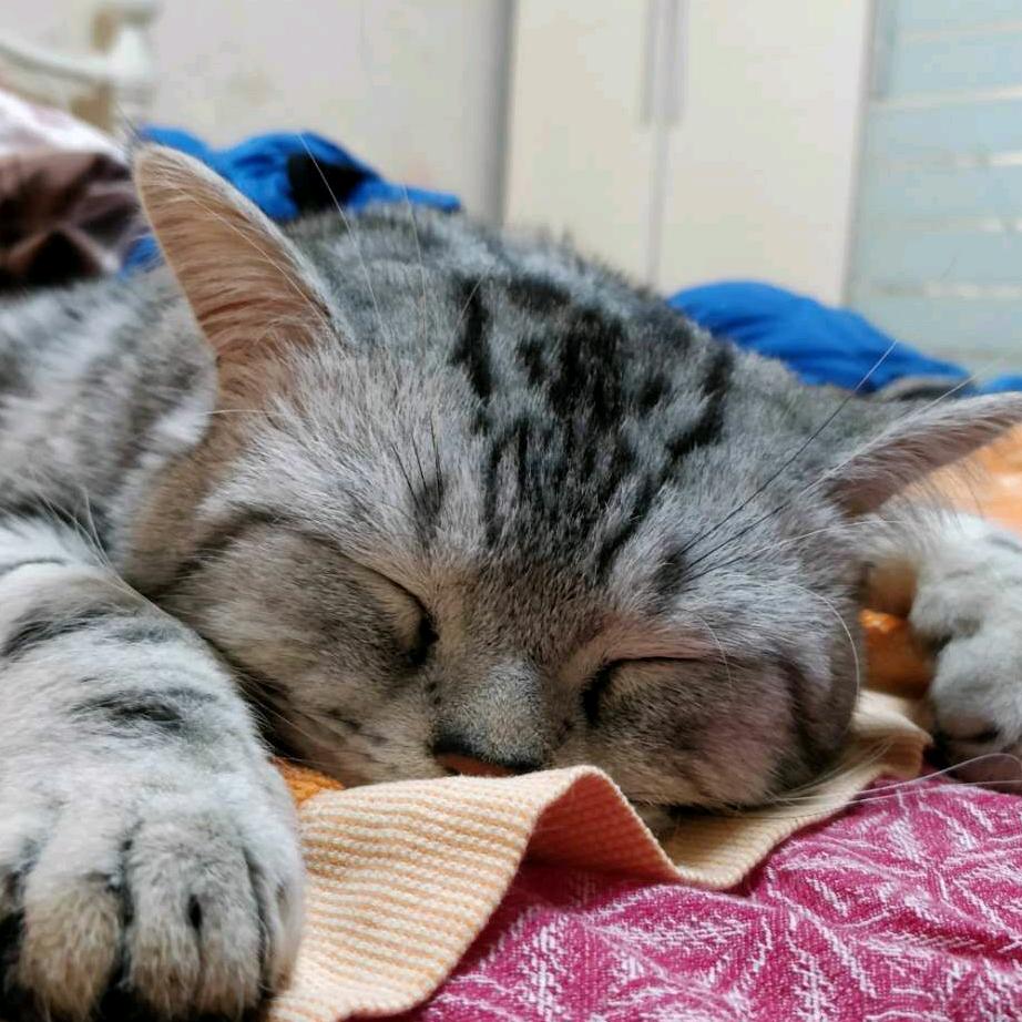 猫生活2020