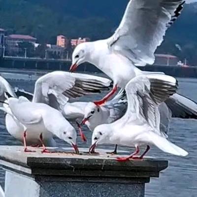 昆明曳舞协会    留阳🌻
