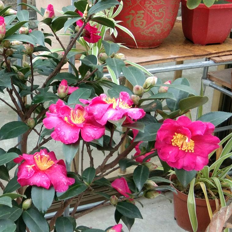 花开花落