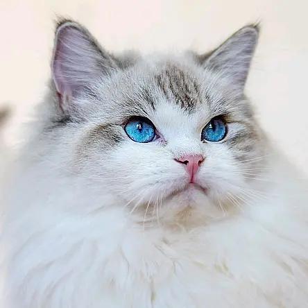 果子的布偶猫