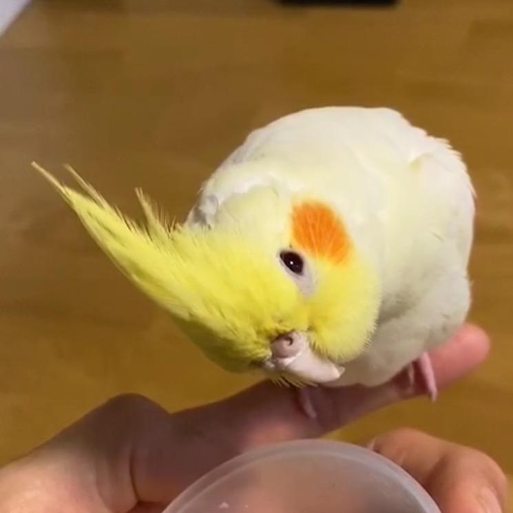 金鹉宠物生活馆