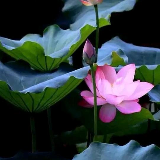 梦幻紫君（精选花橱）