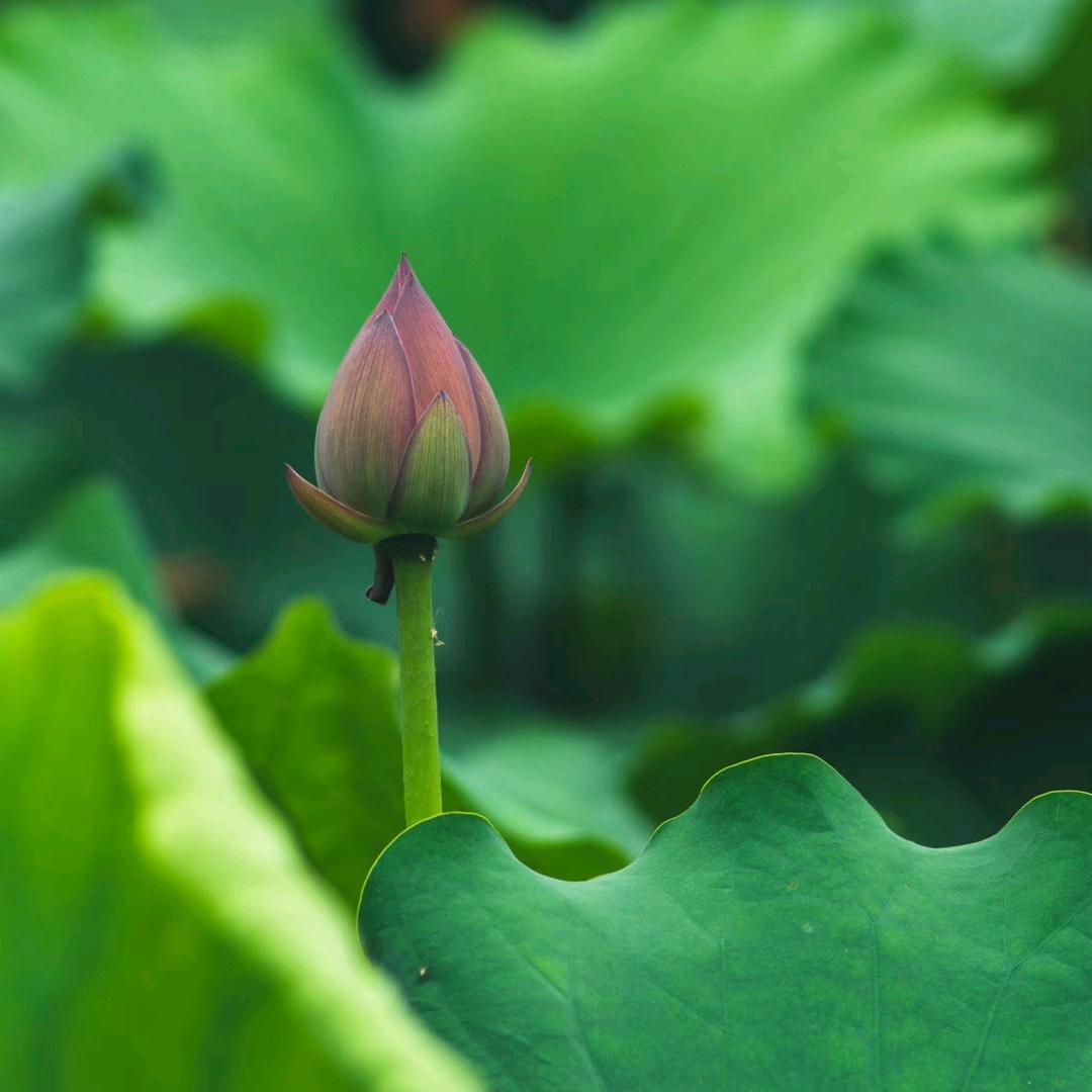 瑕不掩瑜
