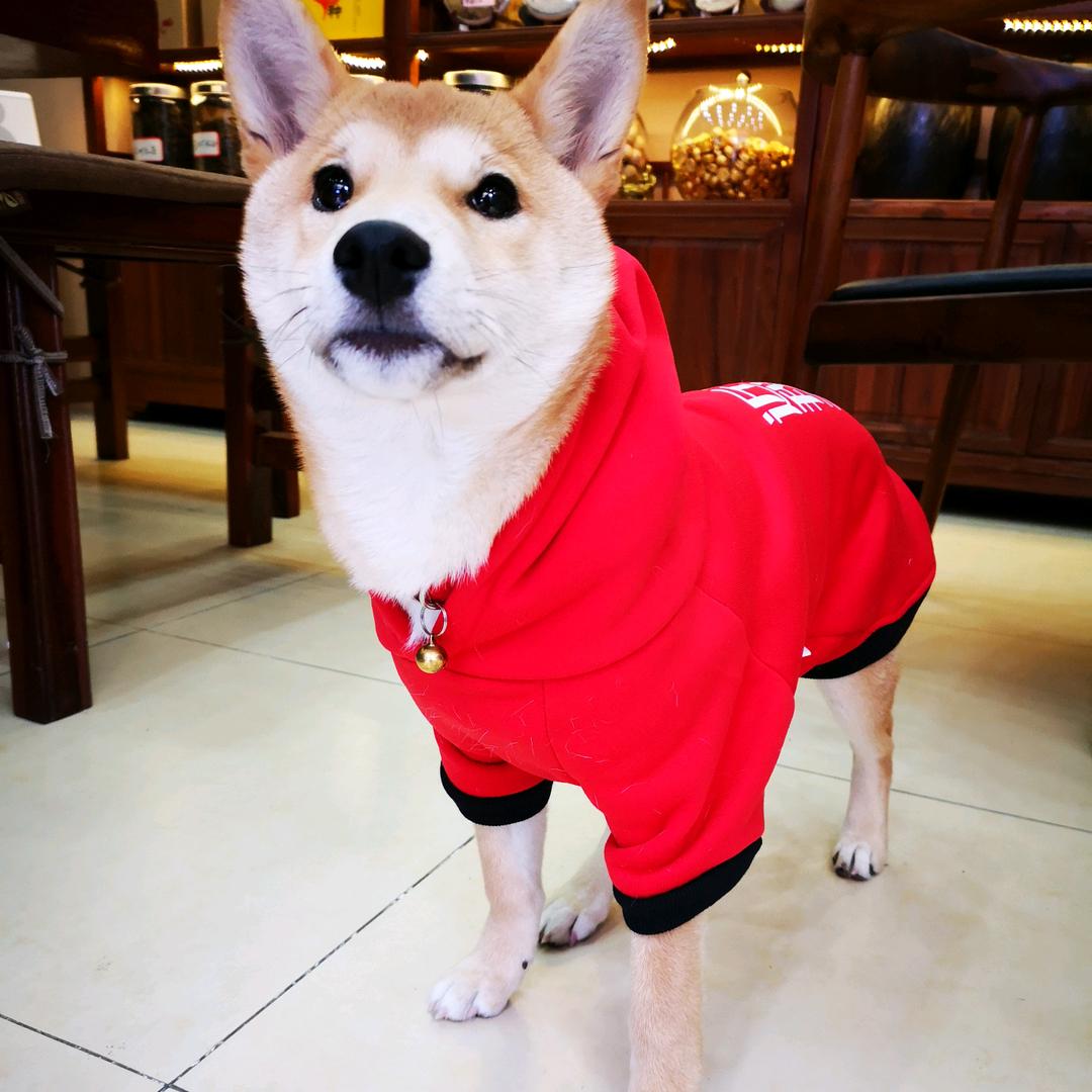 柴犬姑娘YOYO陀