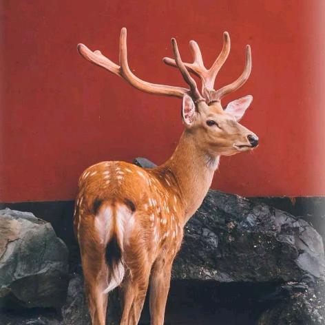 使我洛阳二顷田