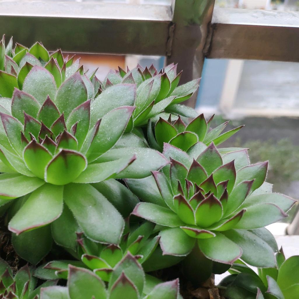 清秋