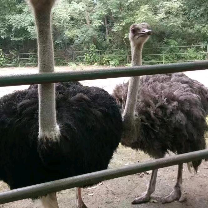 郭宝