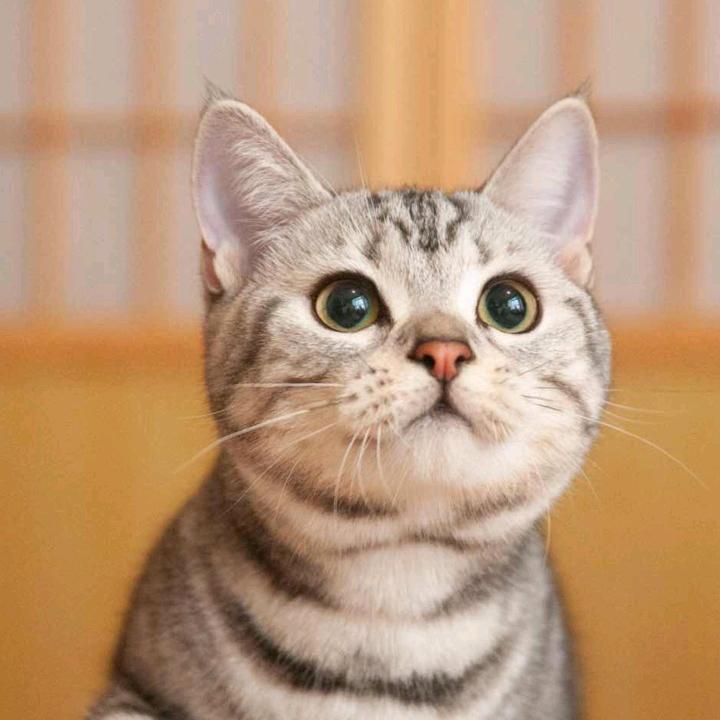 英姿